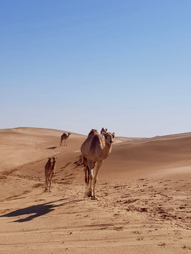 Camels in de the Abu Dhabi desert