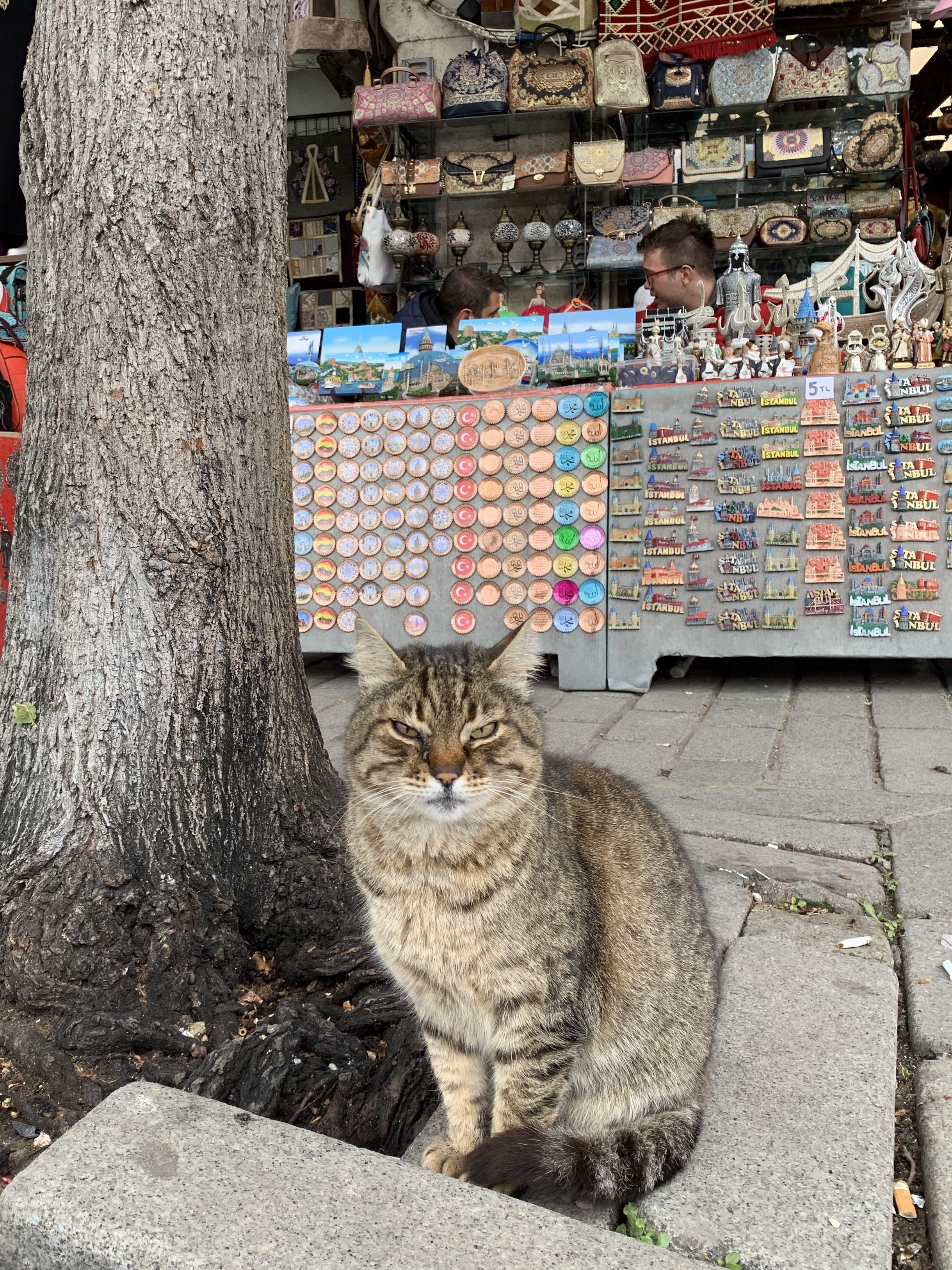 cats in Istanbul