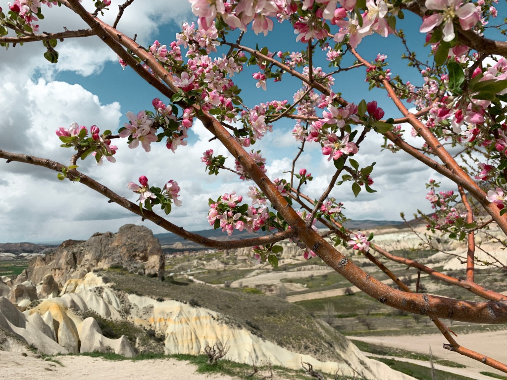 Cappadocia blossom